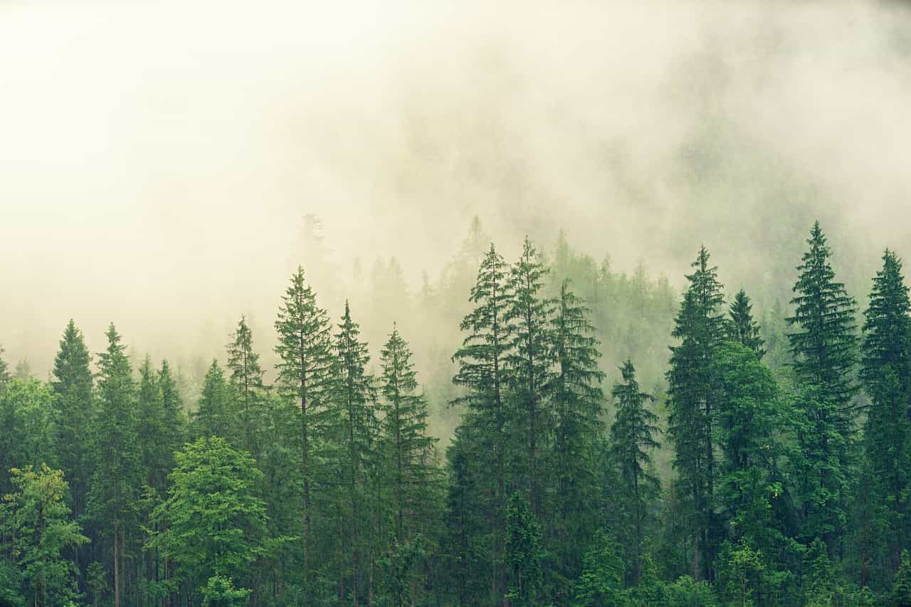 Zanurz Się w Zielonym Uzdrowieniu: Magia Leśnych Ścieżek